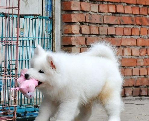 薩摩耶幼犬飲水指南：正確喝水方法和注意事項？