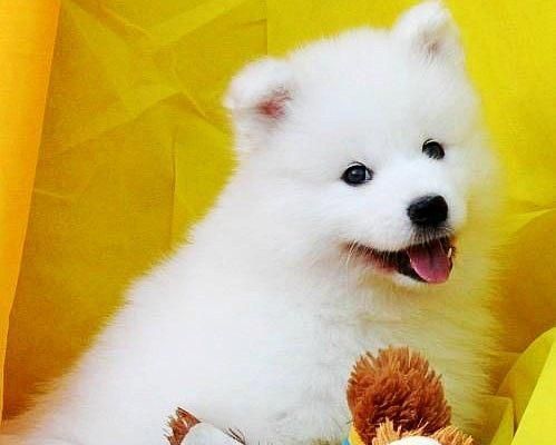 薩摩耶幼犬飲水指南：正確喝水方法和注意事項？