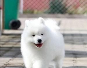 怎么照顧薩摩耶幼犬？新手養(yǎng)狗必看的護(hù)理指南？