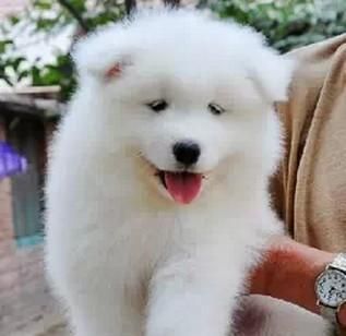 怎么照顧薩摩耶幼犬？新手養(yǎng)狗必看的護(hù)理指南？