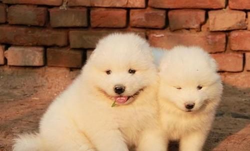 怎么照顧薩摩耶幼犬？新手養(yǎng)狗必看的護(hù)理指南？
