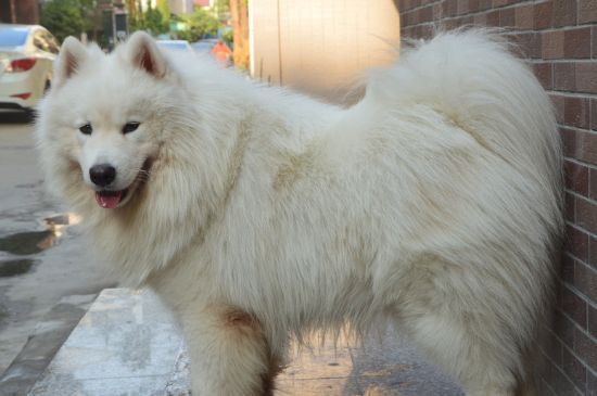 骨骼发育很重要,如何选购一只健康的萨摩耶犬 第1张