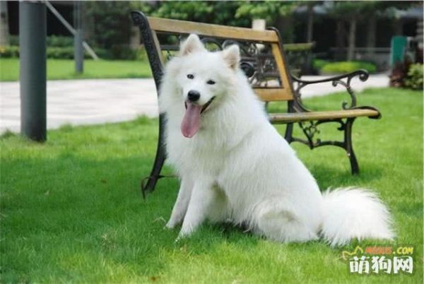 怎么挑选出一只健康的萨摩耶幼犬