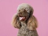 两江新区哪里有犬舍基地贵宾犬 宠物养殖基地 可视频挑选