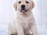 重庆江津哪里买到品相好的拉布拉多犬 本地犬舍 上门挑选 纯种健康