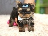 梁平哪里有卖约克夏 犬舍繁殖基地 公母齐全