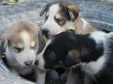 重庆哪里买到品相好的阿拉斯加犬 犬舍繁殖基地 公母齐全