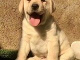 哪里买宠物狗-重庆CKU认证犬舍直销 24小时来电咨询 预约