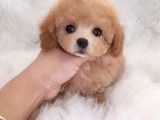 石柱哪里有犬舍基地泰迪犬 犬舍繁殖基地 公母齐全