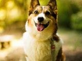 重庆哪里有卖柯基犬 犬舍繁殖基地 公母齐全