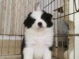 重庆专业宠物养殖基地-比熊出售 纯种健康保障 全国发货