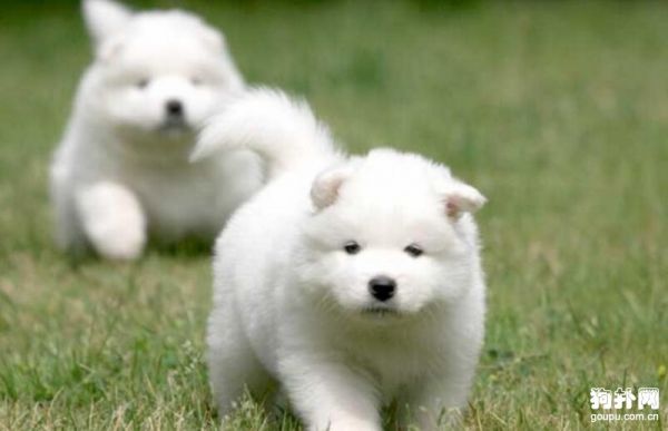 萨摩耶怎么挑选，教你挑选一只健康的萨摩耶幼犬 第1张