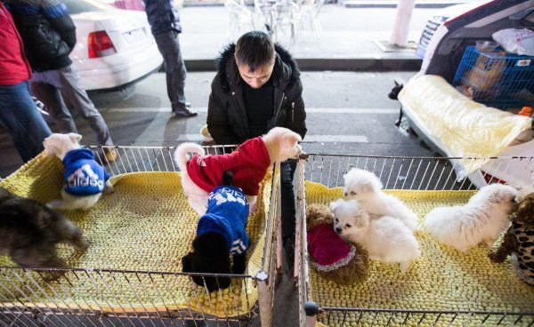 萨摩耶幼犬怎么挑选
