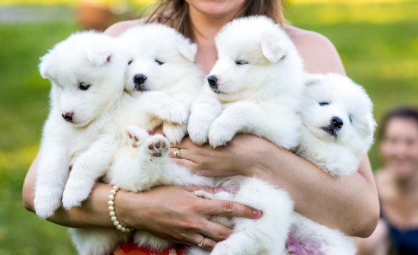 萨摩耶幼犬怎么挑选