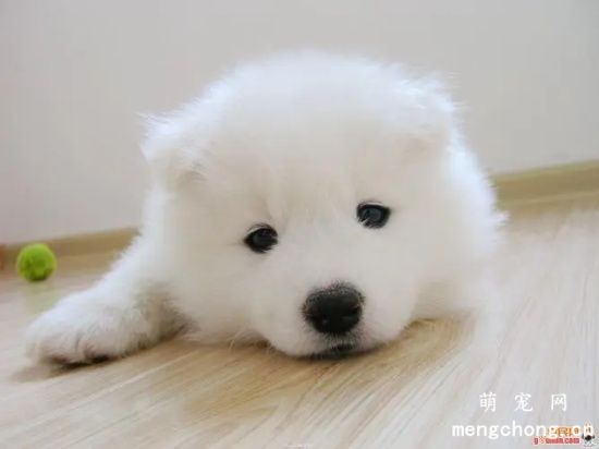 萨摩耶什么价格？怎么挑选？