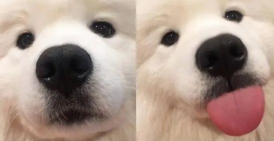 怎么挑选健康的萨摩耶幼犬?速速来get