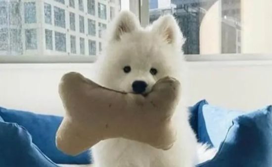 怎么挑选健康的萨摩耶幼犬?速速来get