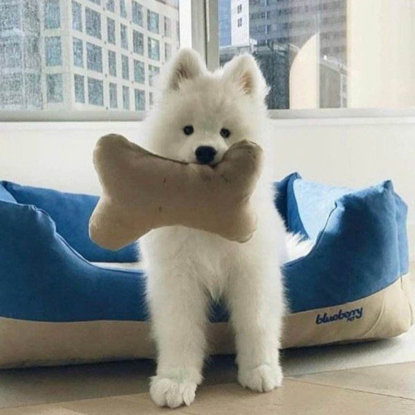 萨摩耶幼犬怎么看品相