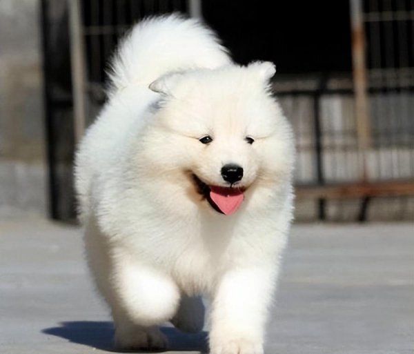 萨摩耶幼犬怎么看品相