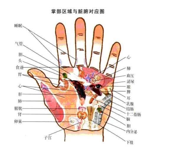 手相解讀；從手掌上看健康