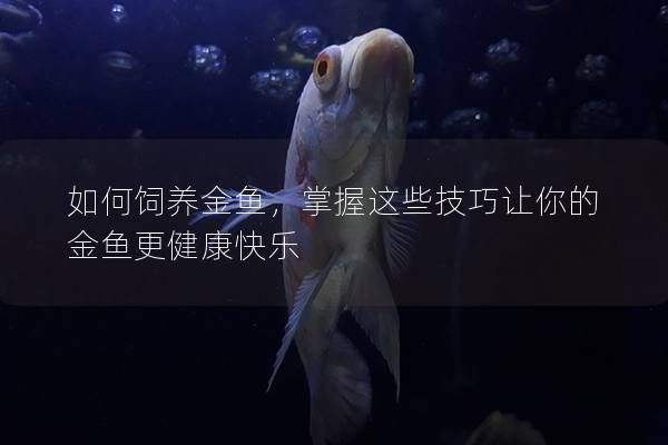 如何飼養(yǎng)金魚，掌握這些技巧讓你的金魚更健康快樂