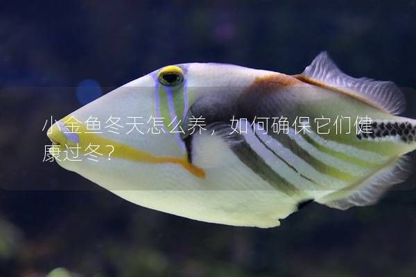 小金魚(yú)冬天怎么養(yǎng)，如何確保它們健康過(guò)冬？