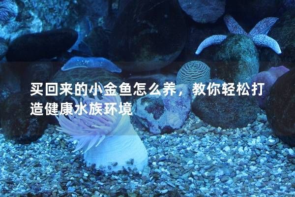 買(mǎi)回來(lái)的小金魚(yú)怎么養(yǎng)，教你輕松打造健康水族環(huán)境