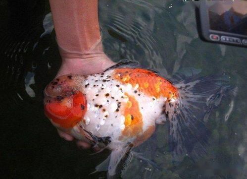 金魚(yú)糞便處理指南：寵物清潔小技巧，輕松解決！