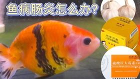 金魚(yú)糞便處理指南：寵物清潔小技巧，輕松解決！