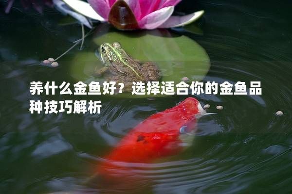 養(yǎng)什么金魚好？選擇適合你的金魚品種技巧解析