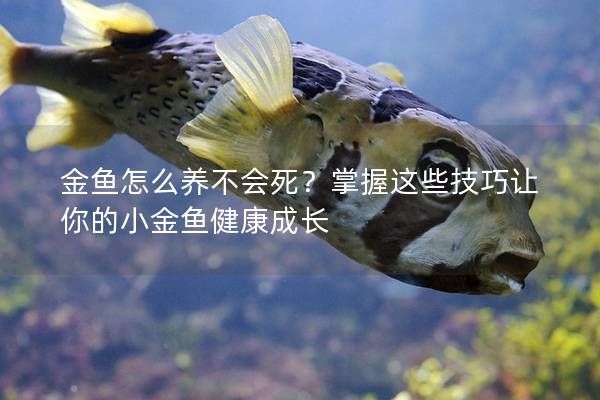 金魚怎么養(yǎng)不會(huì)死？掌握這些技巧讓你的小金魚健康成長