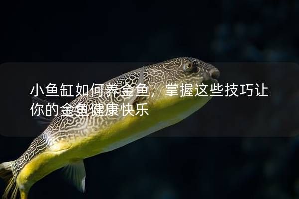 小魚缸如何養(yǎng)金魚，掌握這些技巧讓你的金魚健康快樂