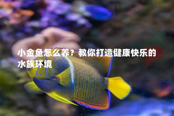 小金魚怎么養(yǎng)？教你打造健康快樂的水族環(huán)境