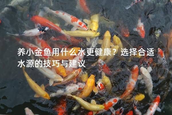 養(yǎng)小金魚用什么水更健康？選擇合適水源的技巧與建議