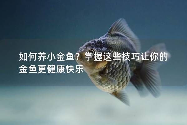 如何養(yǎng)小金魚？掌握這些技巧讓你的金魚更健康快樂