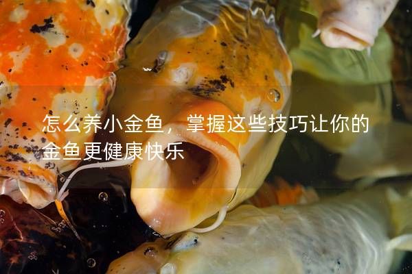 怎么養(yǎng)小金魚，掌握這些技巧讓你的金魚更健康快樂