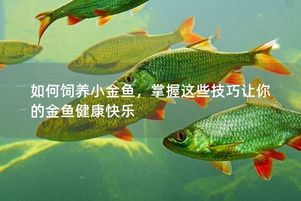 如何飼養(yǎng)小金魚，掌握這些技巧讓你的金魚健康快樂