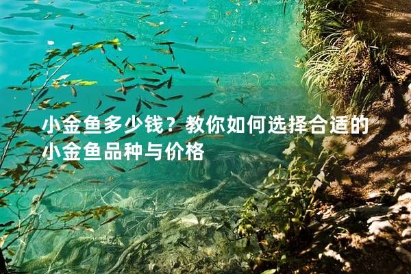 小金魚多少錢？教你如何選擇合適的小金魚品種與價格