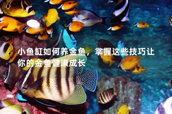 小魚(yú)缸如何養(yǎng)金魚(yú)，掌握這些技巧讓你的金魚(yú)健康成長(zhǎng)