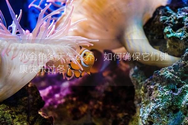 小金魚冬天怎么養(yǎng)，如何確保它們健康快樂過冬？