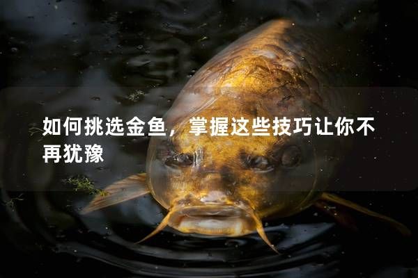 如何挑選金魚，掌握這些技巧讓你不再猶豫