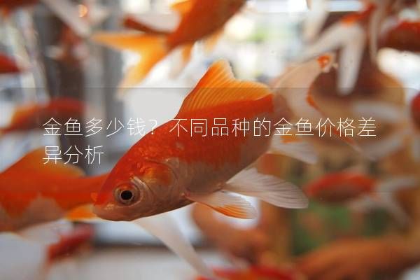 金魚多少錢？不同品種的金魚價(jià)格差異分析