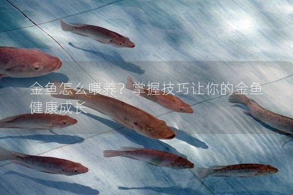 金鱼怎么喂养?掌握技巧让你的金鱼健康成长