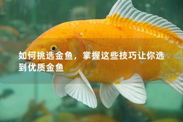 如何挑選金魚(yú)，掌握這些技巧讓你選到優(yōu)質(zhì)金魚(yú)