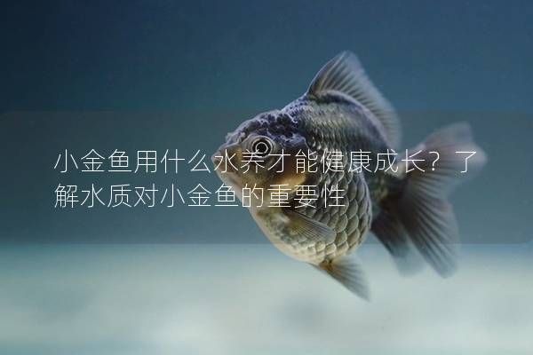 小金魚用什么水養(yǎng)才能健康成長？了解水質(zhì)對小金魚的重要性