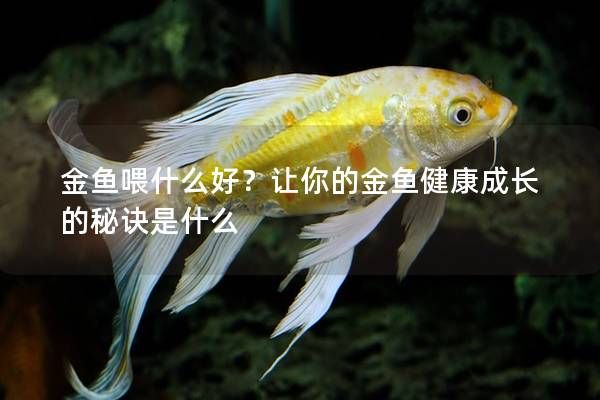 金魚喂什么好？讓你的金魚健康成長(zhǎng)的秘訣是什么