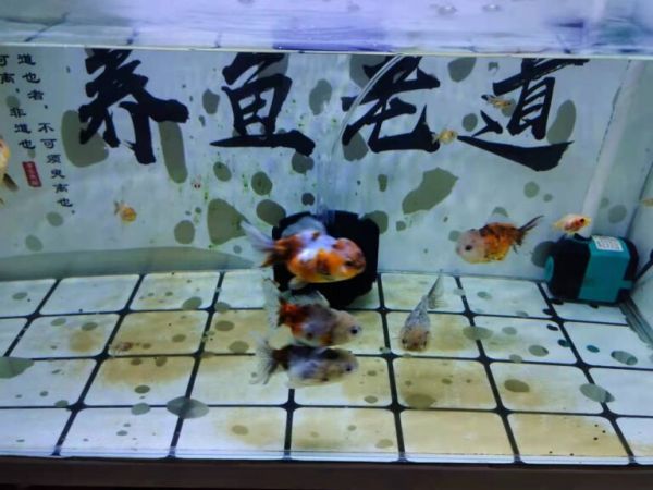 观赏鱼体型不端正肯定不对劲，尤其是一个细节，左右不对称 