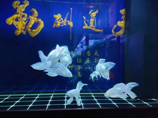 观赏鱼体型不端正肯定不对劲，尤其是一个细节，左右不对称 