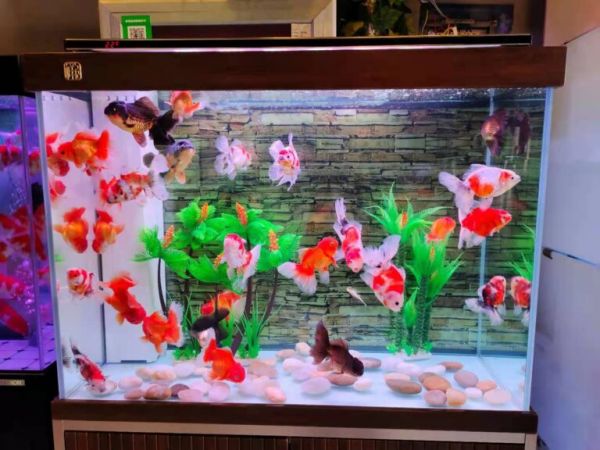 观赏鱼体型不端正肯定不对劲，尤其是一个细节，左右不对称 