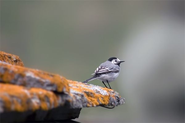 健康保保險產(chǎn)品